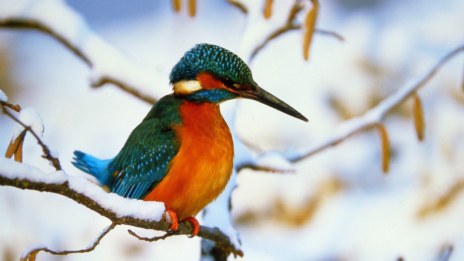 An der Vogelbeobachtungsstation Moosmühle im Klosterland Benediktbeuern können in den Wintermonaten bis zu 30 Vogelarten beobachtet werden - mit etwas Glück sogar ein Eisvogel., © Rudolf Schmidt |Zentrum für Umwelt und Kultur