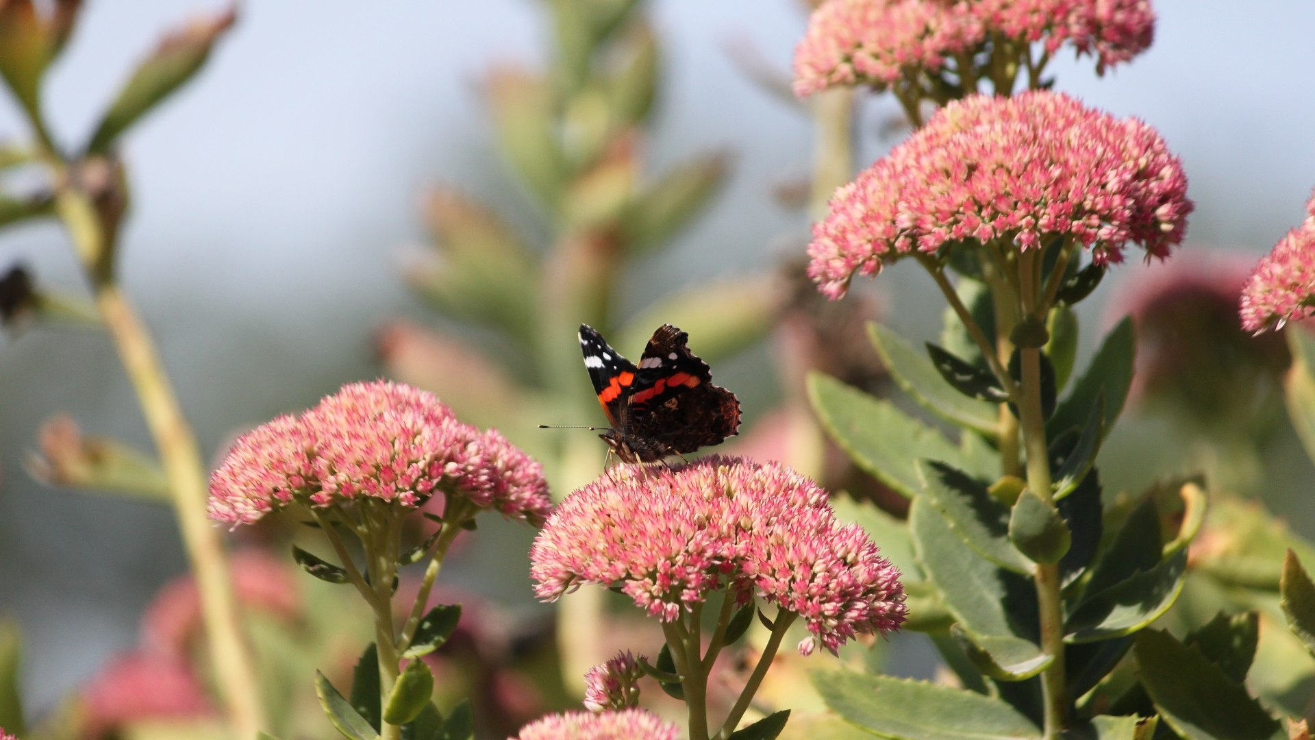 Ein Schmetterling genießt die Sonnenstrahlen auf der Fetten Henne, © Tölzer Land Tourismus|Kirschenhofer