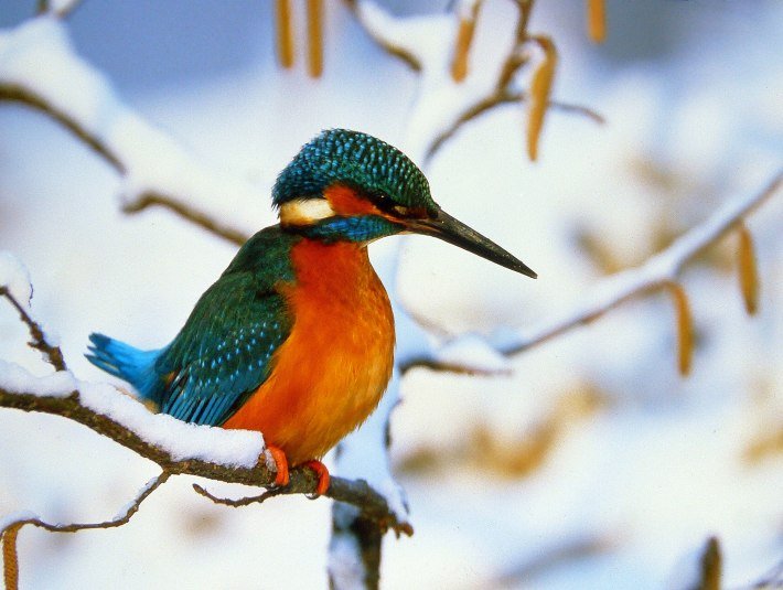 An der Vogelbeobachtungsstation Moosmühle im Klosterland Benediktbeuern können in den Wintermonaten bis zu 30 Vogelarten beobachtet werden - mit etwas Glück sogar ein Eisvogel., © Rudolf Schmidt |Zentrum für Umwelt und Kultur