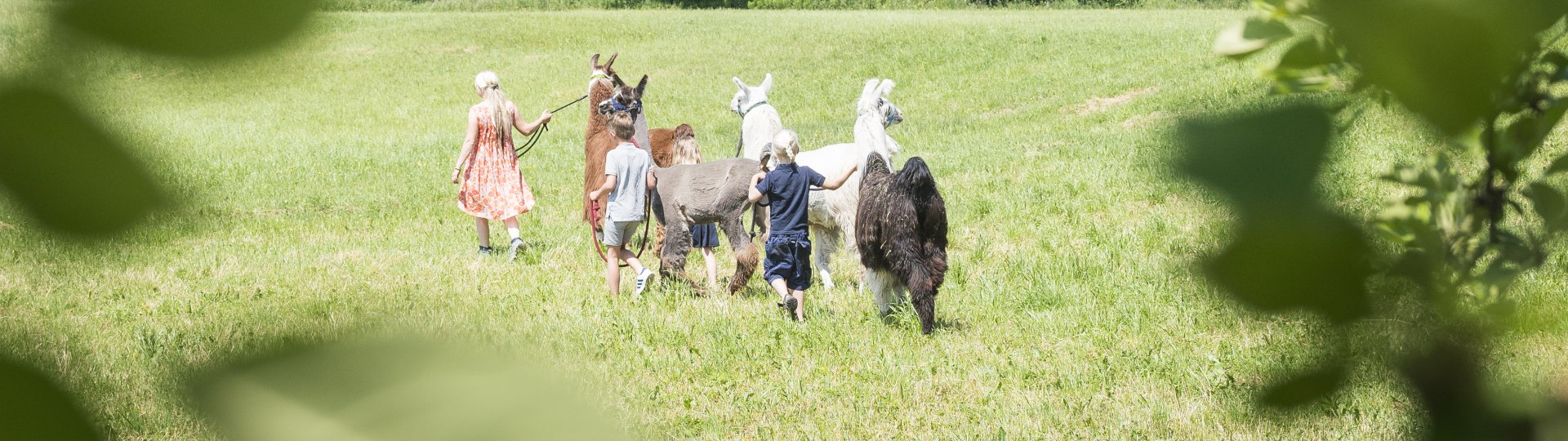 Highres_Erlenwald Lamas_Dietmar Denger-19(c) Tölzer Land Tourismus_Dietmar Denger, © Tölzer Land Tourismus, Dietmar Denger