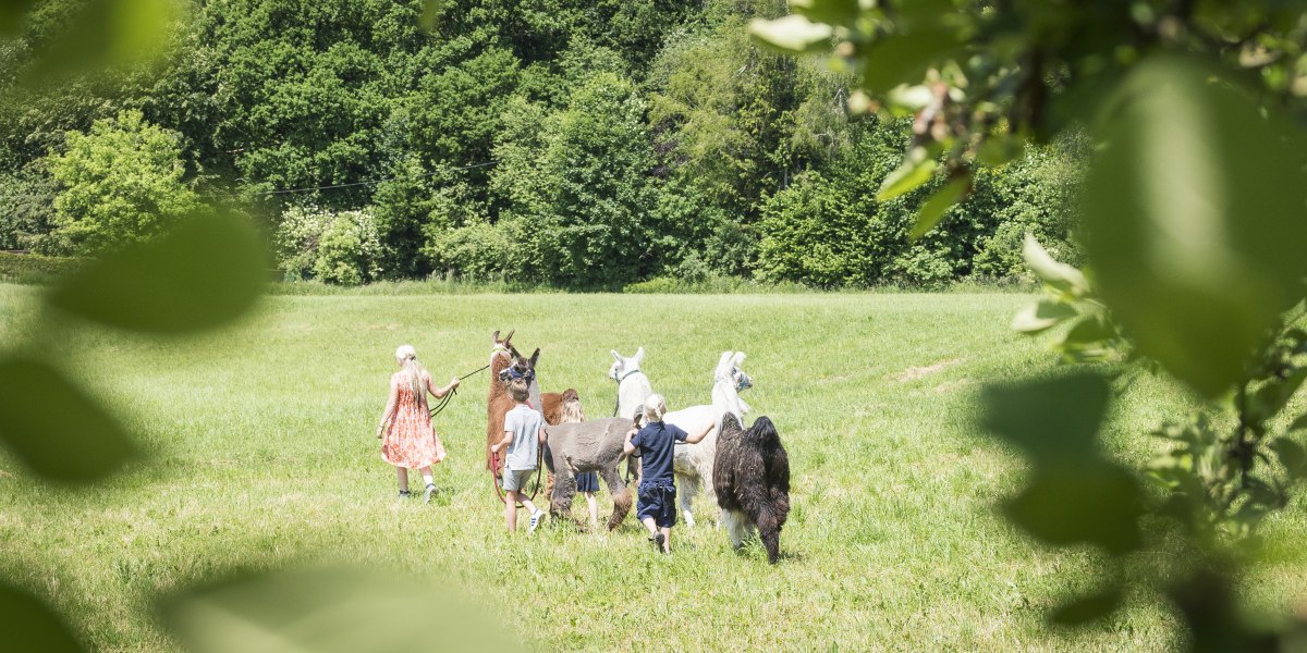 Highres_Erlenwald Lamas_Dietmar Denger-19(c) Tölzer Land Tourismus_Dietmar Denger, © Tölzer Land Tourismus, Dietmar Denger