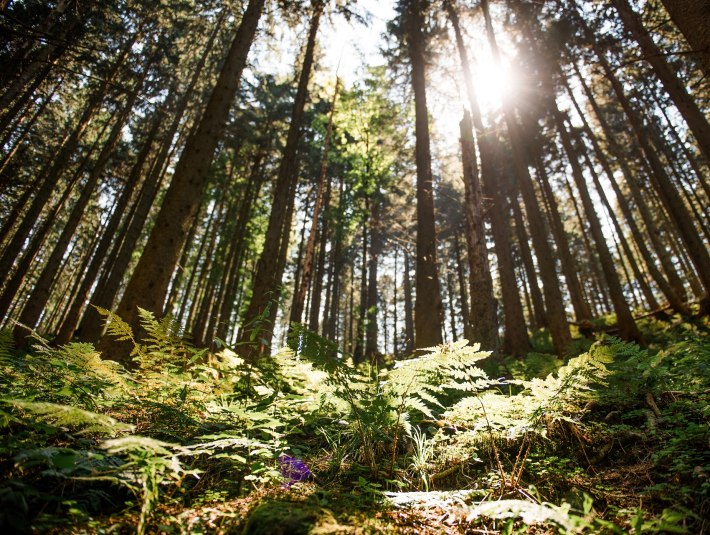 Durchatmen: Wald am Blomberg, © Tölzer Land Tourismus / Foto Leonie Lorenz