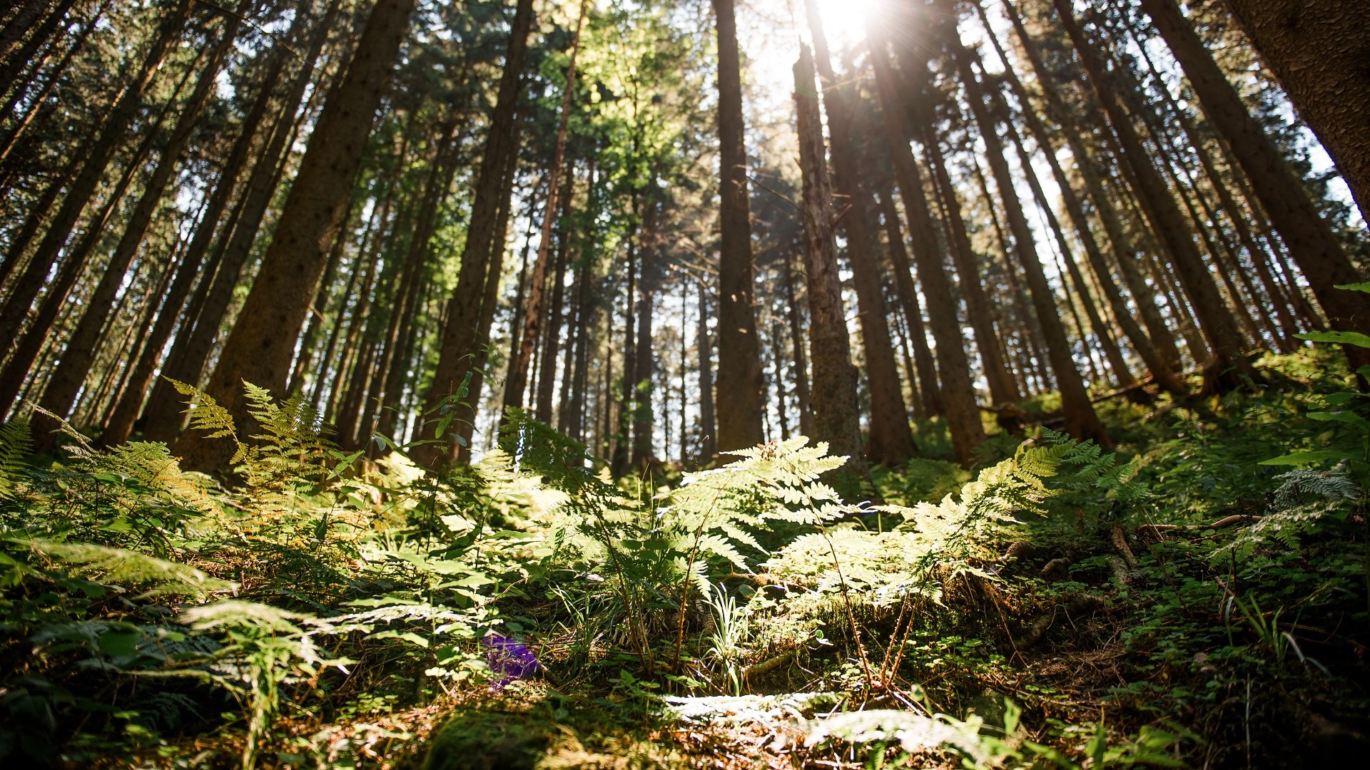Durchatmen: Wald am Blomberg, © Tölzer Land Tourismus / Foto Leonie Lorenz