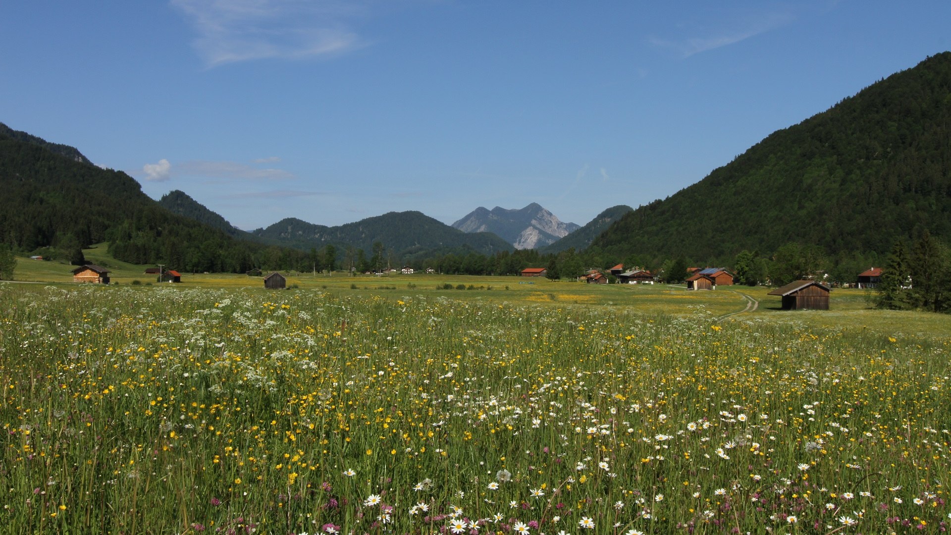 Ein Wildkräuter- und Wildblumenmeer  in der Jachenau, © Archiv Tölzer Land Tourismus|Foto: Schwaiger