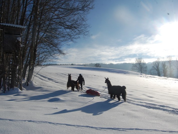 Alpaka Winterwandern, © Alpaka Lama Team Tölzer Land